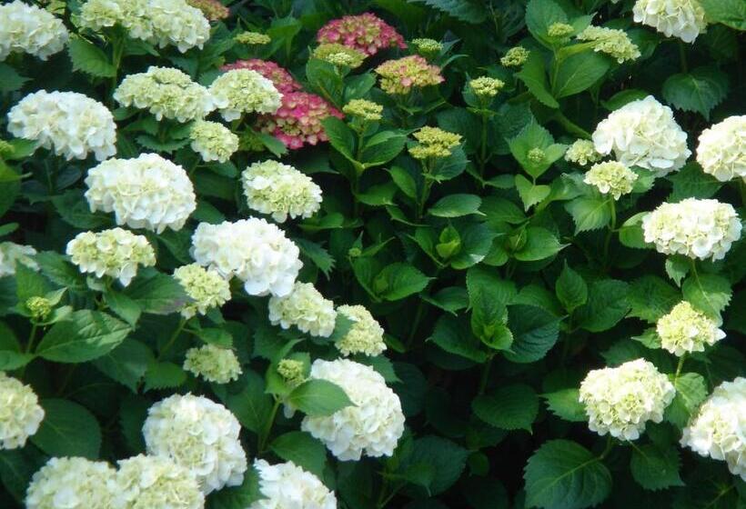 住宿加早餐  Di Luna E Di Sole