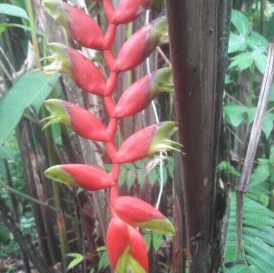 هتل Explorer Lodge