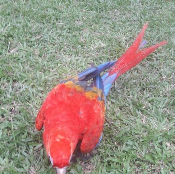 هتل Explorer Lodge