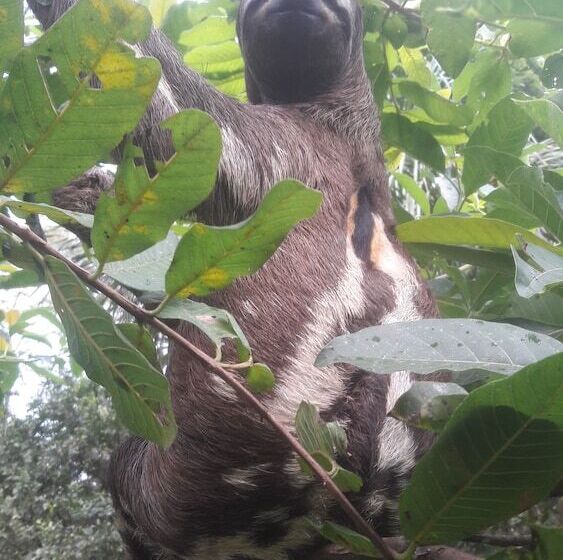 هتل Explorer Lodge