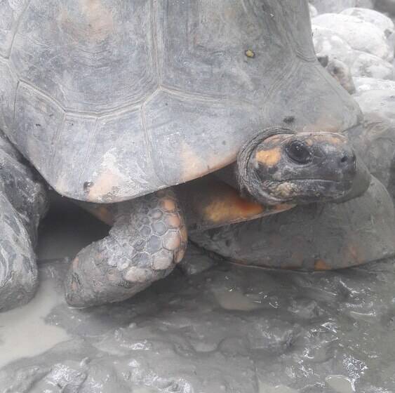 هتل Explorer Lodge