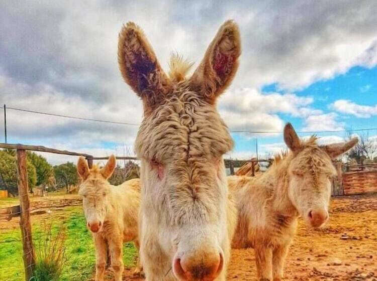בית מלון כפרי Agriturismo Sas Pretas Latas