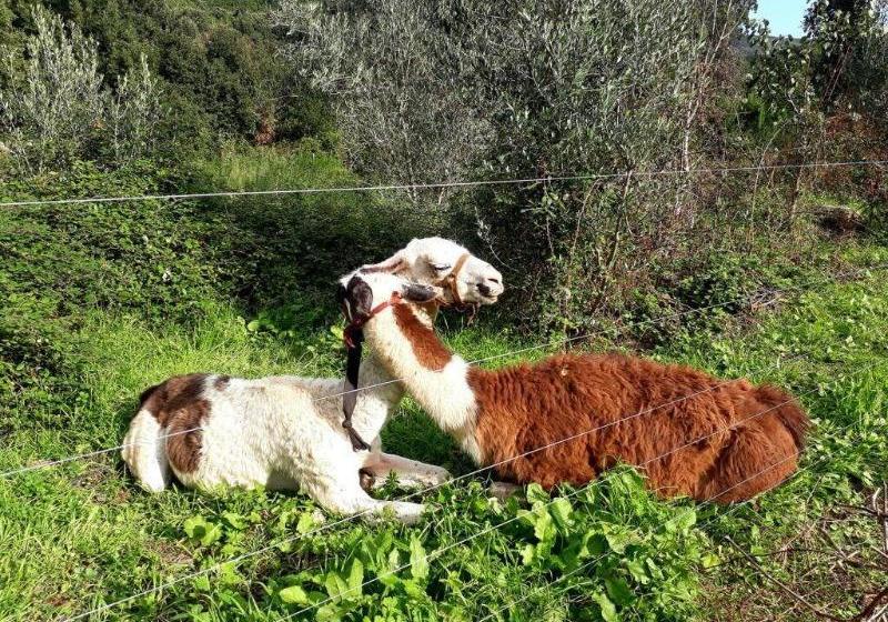 펜션 Chambres D'hotes U Licetu