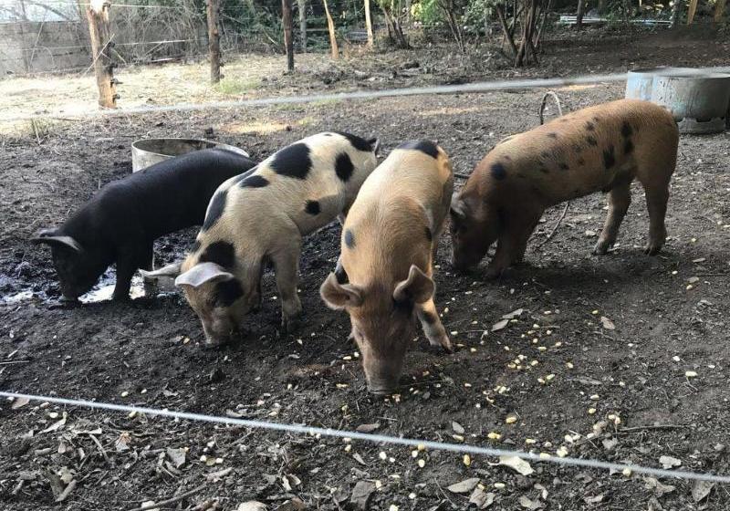 펜션 Chambres D'hotes U Licetu