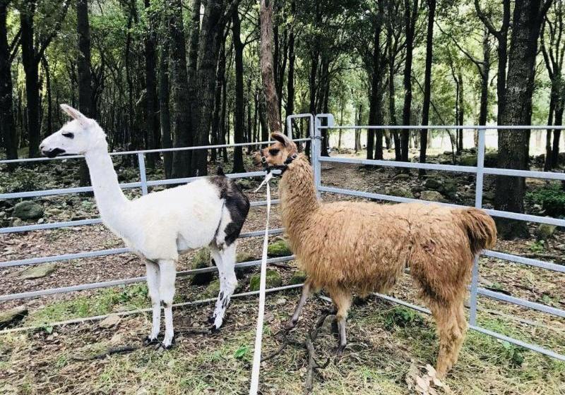 Пансион Chambres D'hotes U Licetu