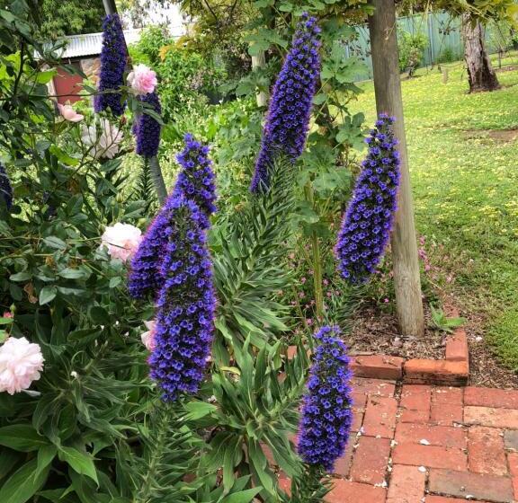 Barossa Barn Bed And Breakfast