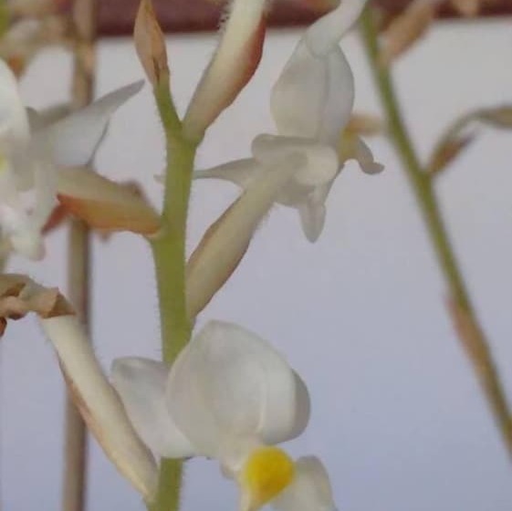 مبيت وإفطار Chacara Bela Vista