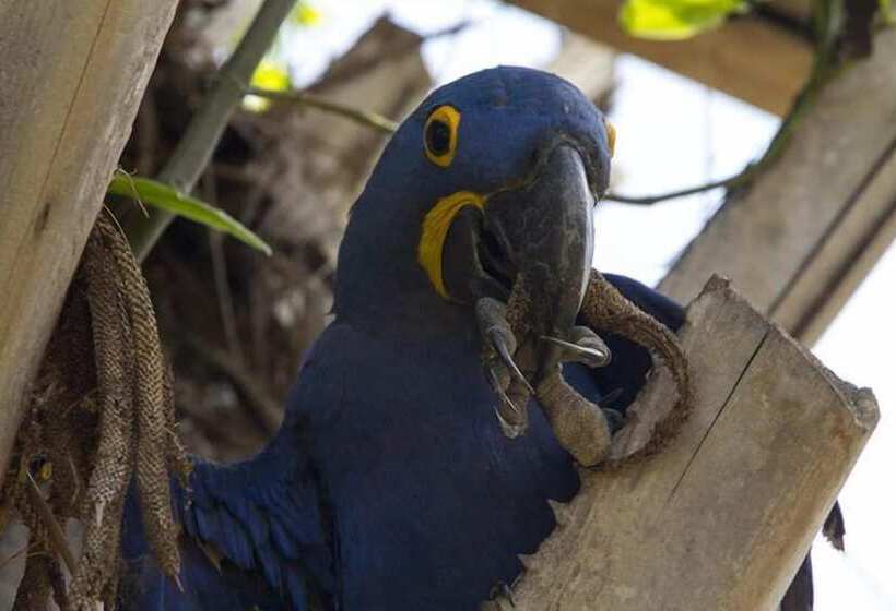 مبيت وإفطار Chacara Bela Vista