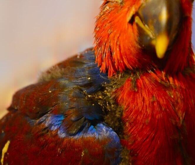 ホテル Arangala Forest Lodge