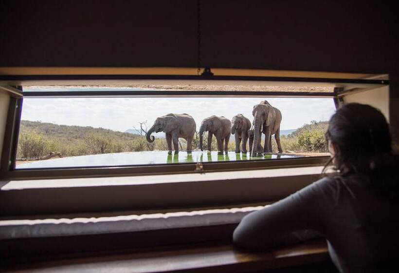 ホテル Rockfig Lodge Madikwe