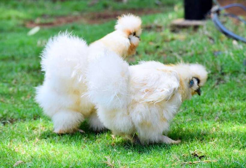 Manas Resort With Petting Zoo