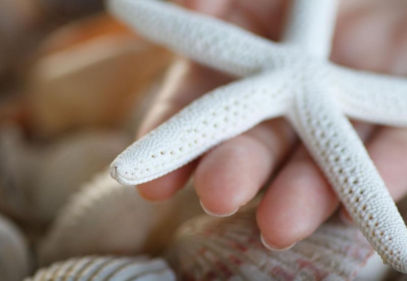 Plaza Beach Hotel   Beachfront Resort