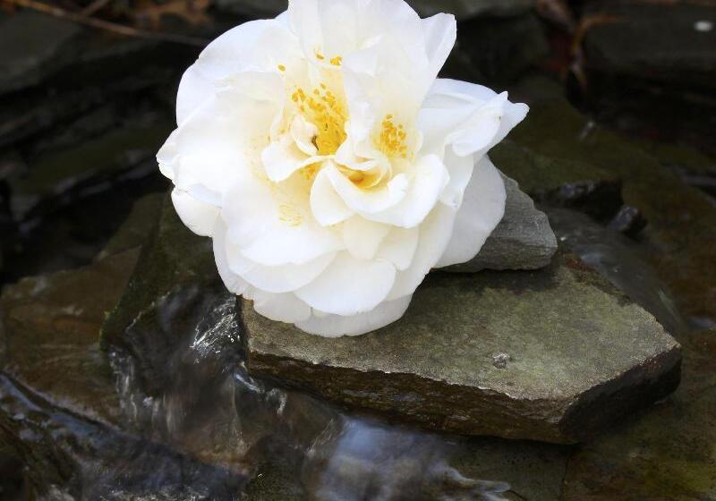 Отель The Bellmoor Inn And Spa