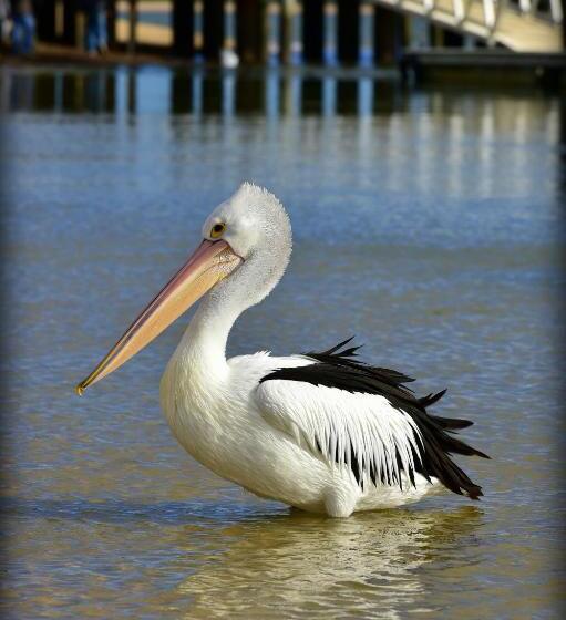 Apartments At Glen Isla
