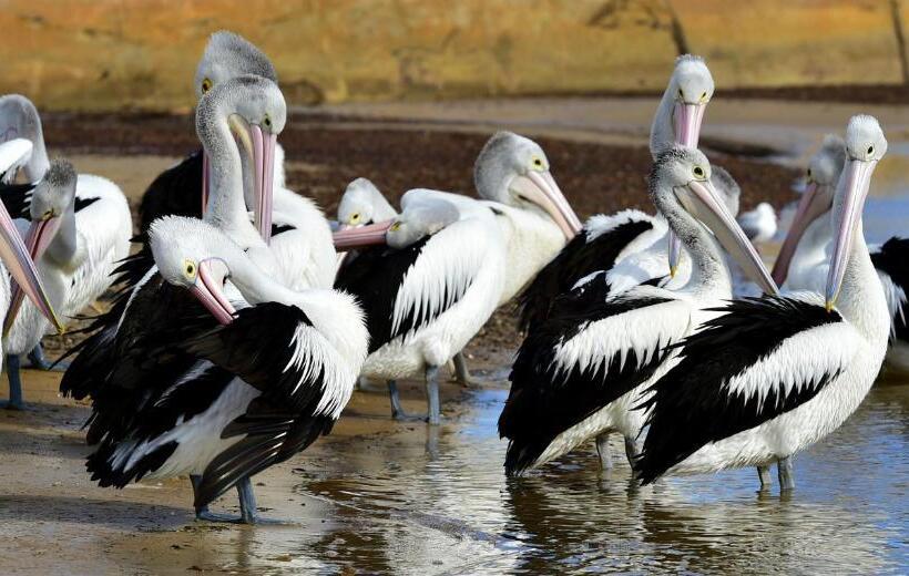 Apartments At Glen Isla