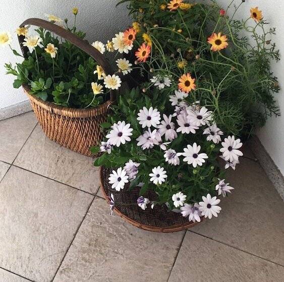 بنسيون Intra Rooms