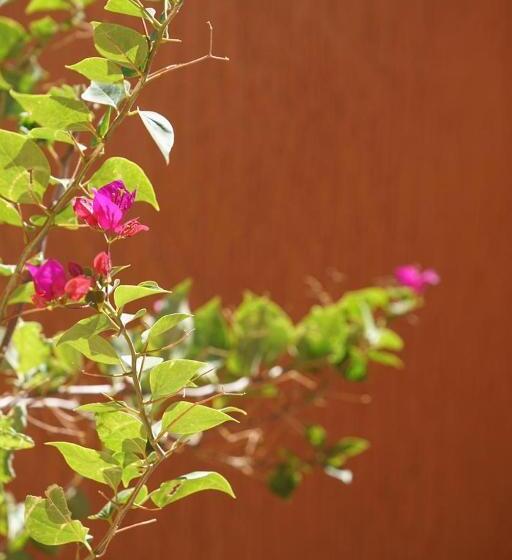 تختخواب و صبحانه Berber Nomad Kasbah