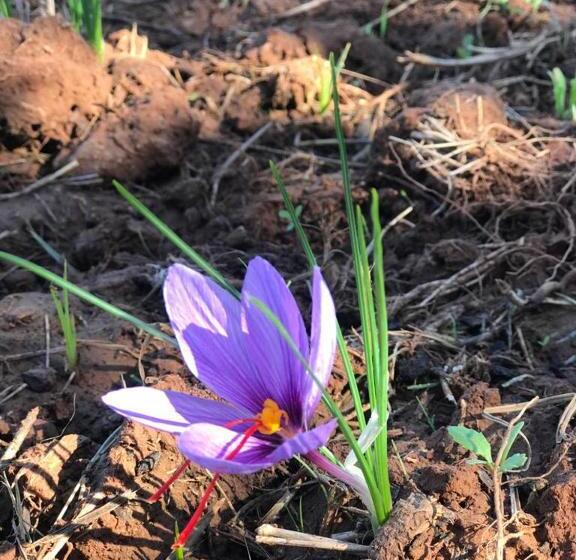 تختخواب و صبحانه Berber Nomad Kasbah
