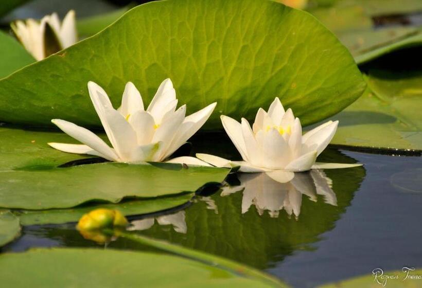 Пансион Casa Badea