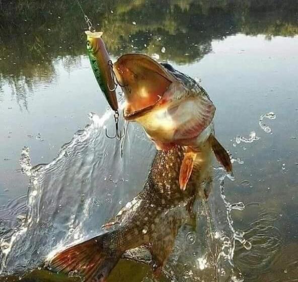 Пансион Casa Badea