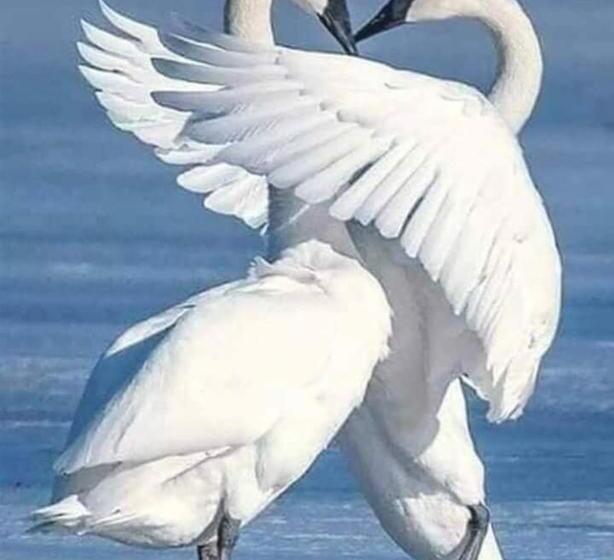 Пансион Casa Badea