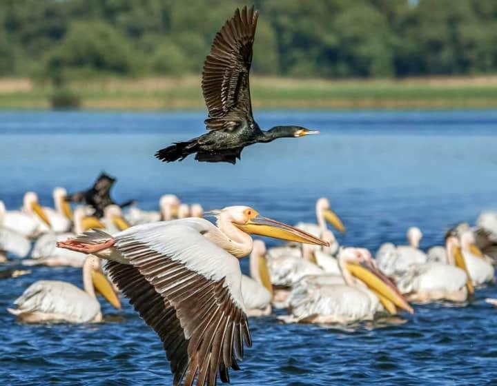 Пансион Casa Badea