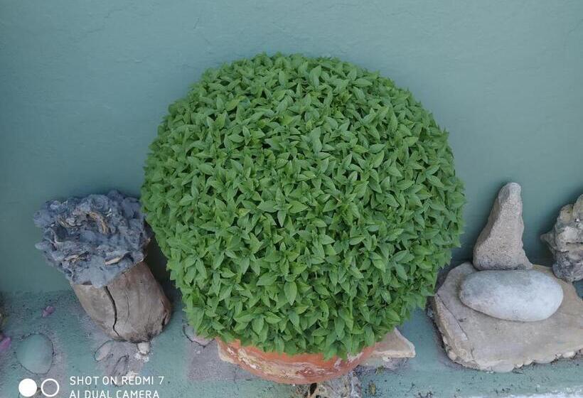 膳宿费 Violetta Rooms