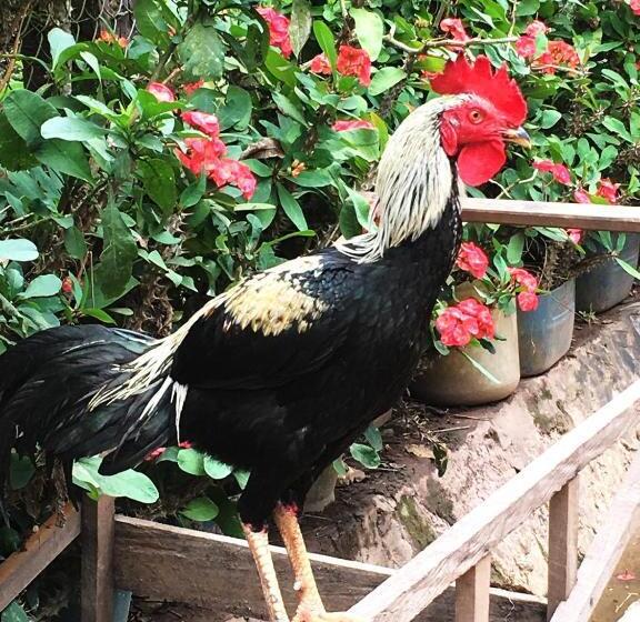 Bed and Breakfast Sunset Bungalows & Gh