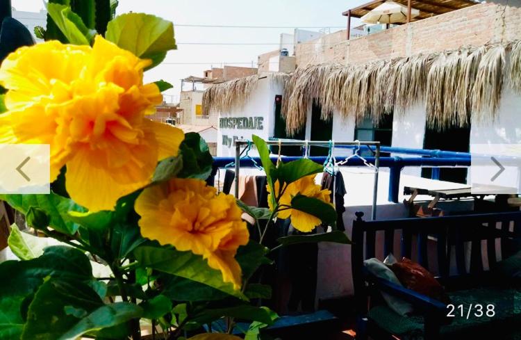 Surf Hostel My Friends