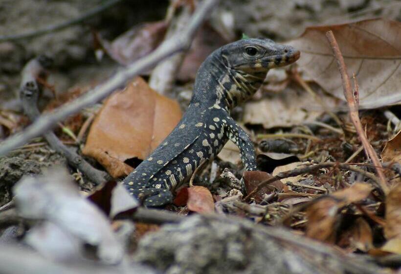 فندق Menjangan Hill