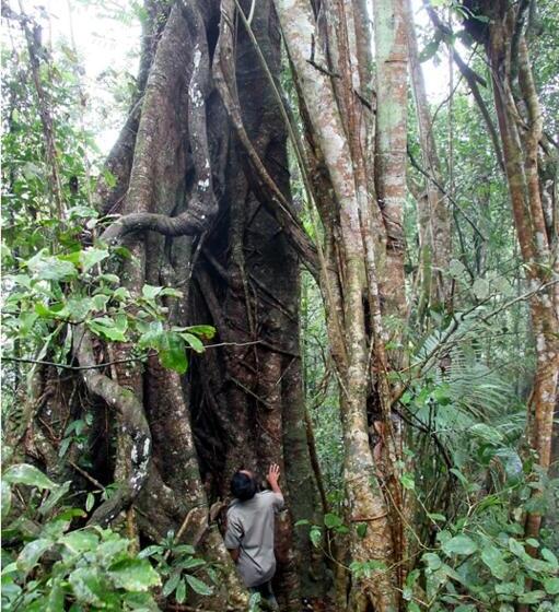 فندق Menjangan Hill