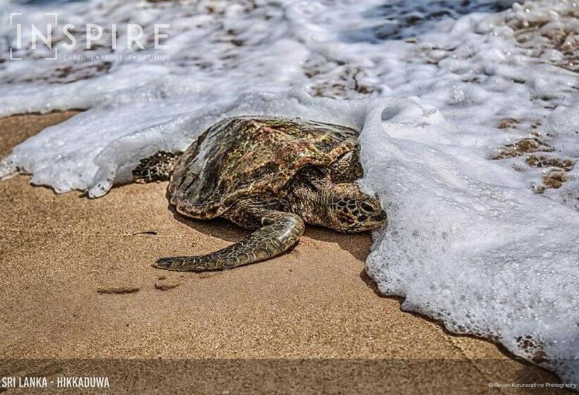 Пансион New Sea Lion Guest House