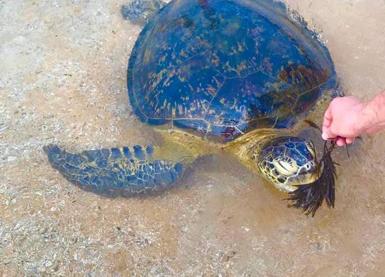 Пансион New Sea Lion Guest House