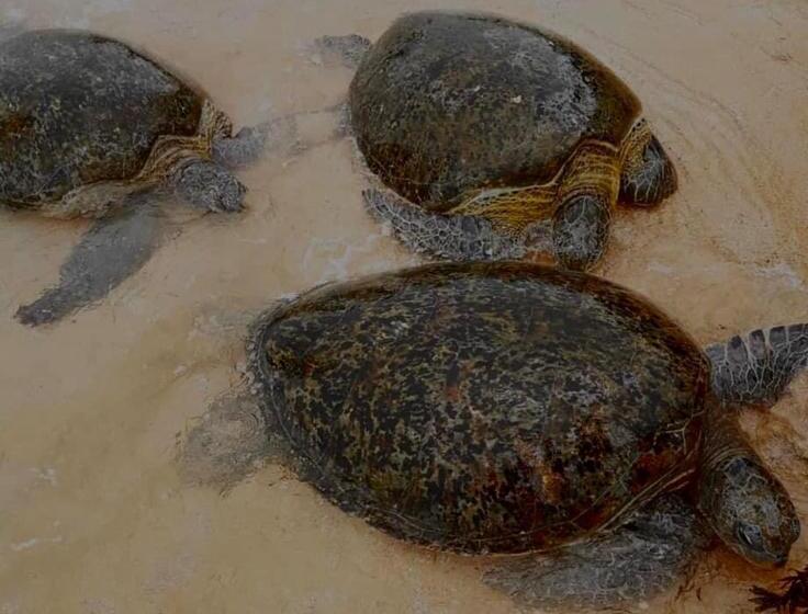 Пансион New Sea Lion Guest House