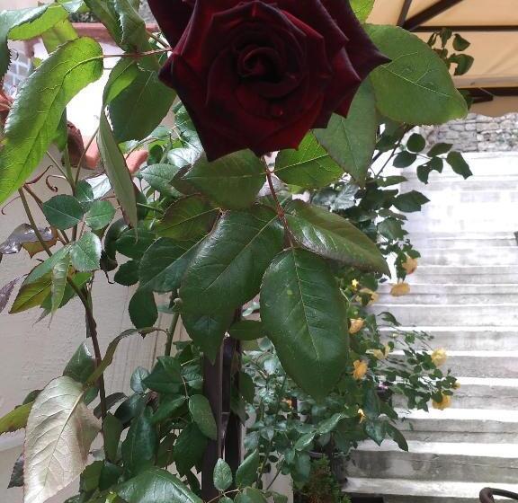 膳宿费 Guest House Gurkov