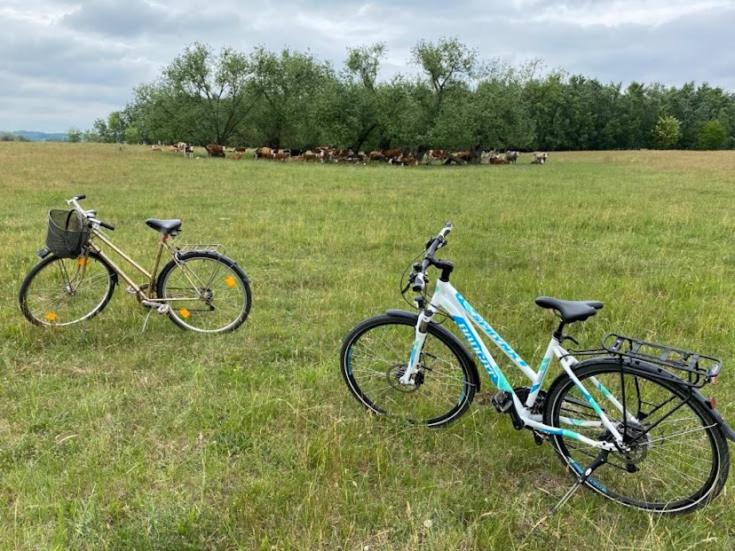 膳宿费 Karikatúra Vendégház