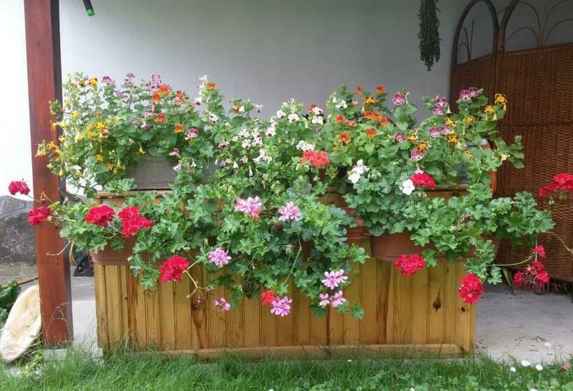 פנסיון Borova House