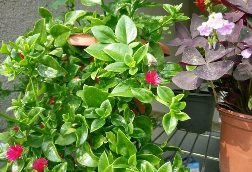 پانسیون Guest House Vista