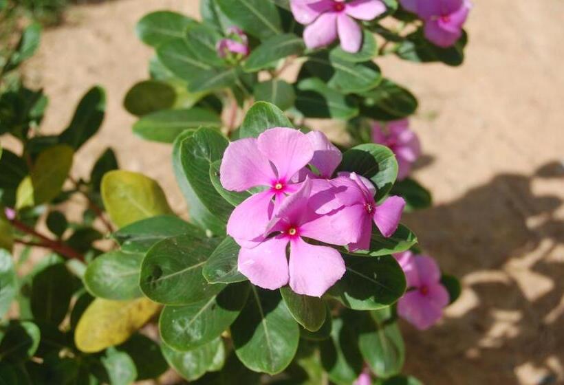 پانسیون Pousada Janela Da Cor