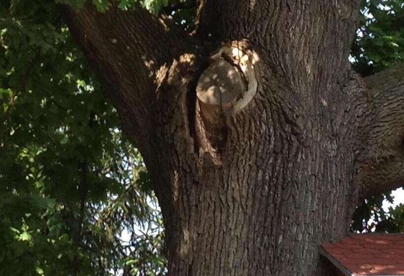 بنسيون öregtölgy Panzio