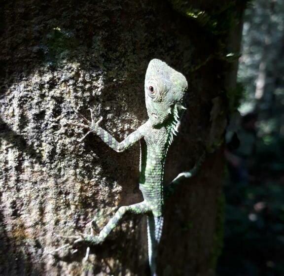 بنسيون Sinharaja Rest