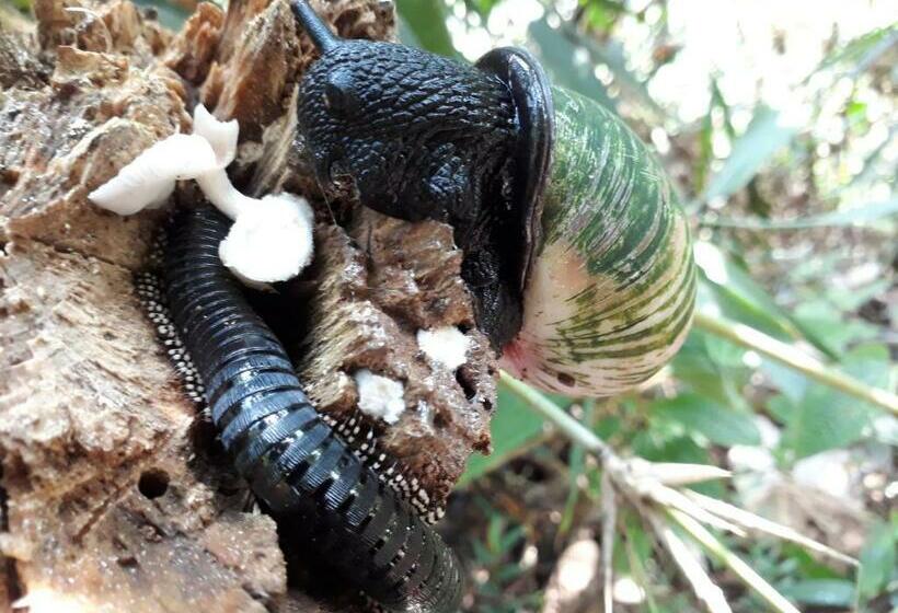 بنسيون Sinharaja Rest