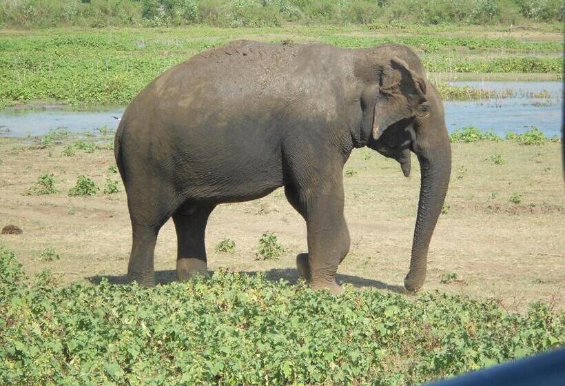 بنسيون Splendid Lake View Safari Lodge