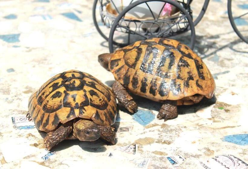 بنسيون Villa Center