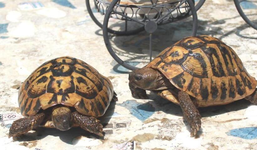 بنسيون Villa Center