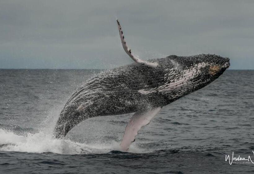 هاستل Whale House