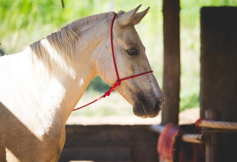 Big Valley Hotel Fazenda