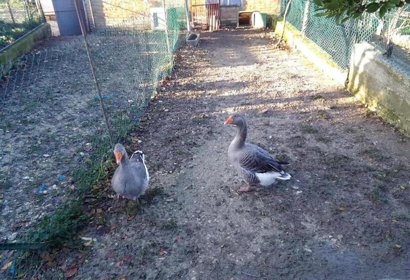 Отель Agriturismo La Rosa Montefalco