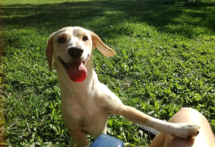 ペンション Penzion Tomy Pihlov