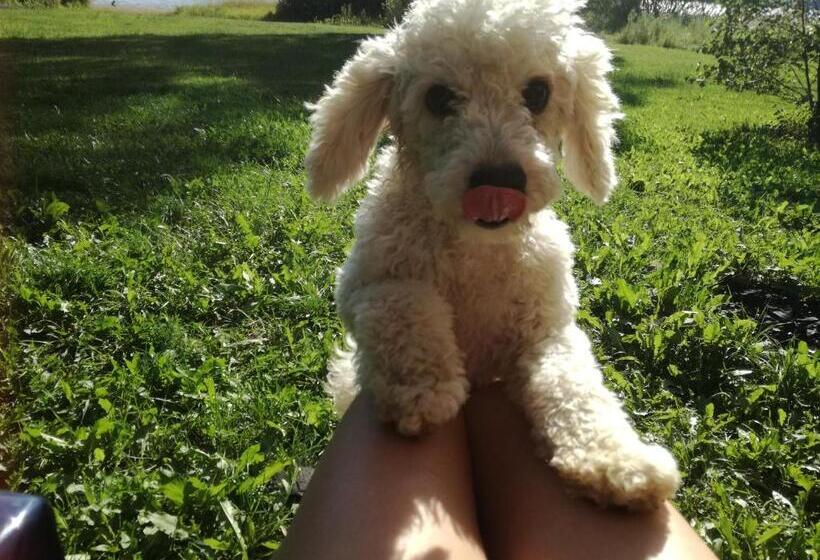 ペンション Penzion Tomy Pihlov